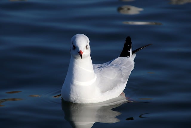 Free download seagull birds sea birds animals free picture to be edited with GIMP free online image editor