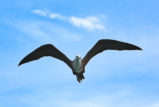 Free download seagull bird wings flight animal free picture to be edited with GIMP free online image editor