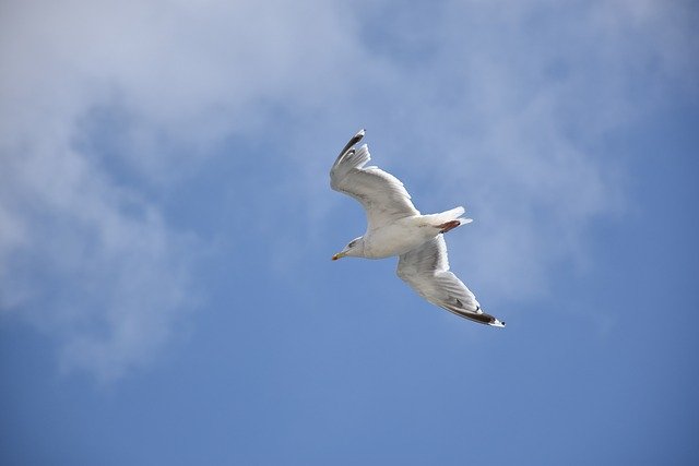 Free download Seagull Blue Sky Bird -  free photo or picture to be edited with GIMP online image editor