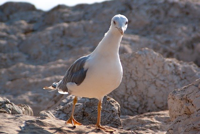 Free download Seagull Close Up Animal free photo template to be edited with GIMP online image editor