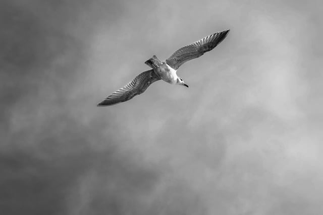 Free download seagull clouds bird flying bird free picture to be edited with GIMP free online image editor