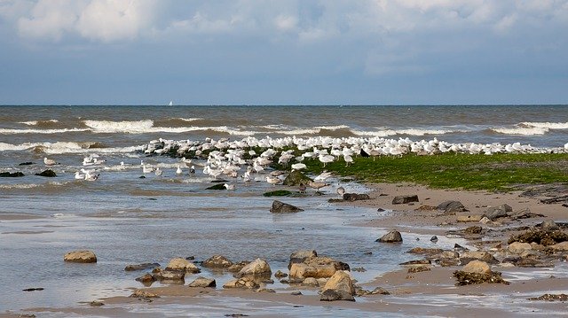 Free download Seagull Colony Bird North Sea -  free photo or picture to be edited with GIMP online image editor