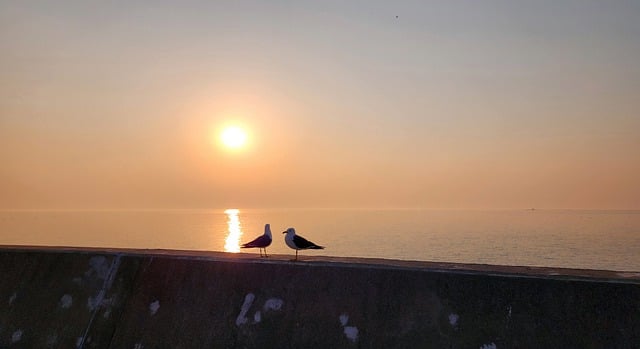 Free download seagull couple ocean sunset nature free picture to be edited with GIMP free online image editor