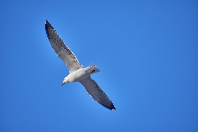 Free download Seagull Feathers Pen -  free photo or picture to be edited with GIMP online image editor