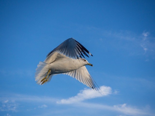 Free download Seagull Flying Bird -  free photo or picture to be edited with GIMP online image editor