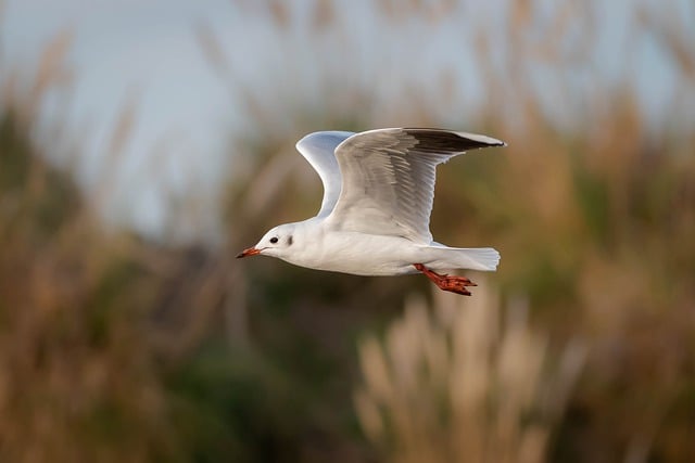 Free download seagull flying bird pens free picture to be edited with GIMP free online image editor