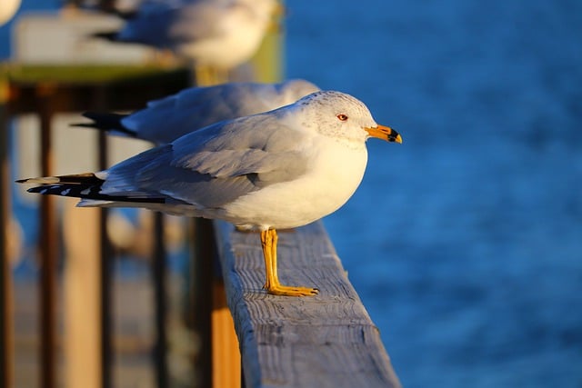 Free download seagull gull bird coastal coast free picture to be edited with GIMP free online image editor