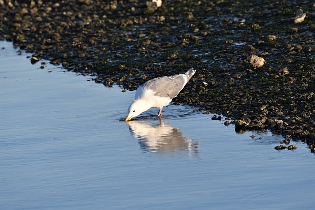 Free download seagull gull bird nature wildlife free picture to be edited with GIMP free online image editor