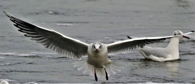 Free download seagull gull flying bird plumage free picture to be edited with GIMP free online image editor