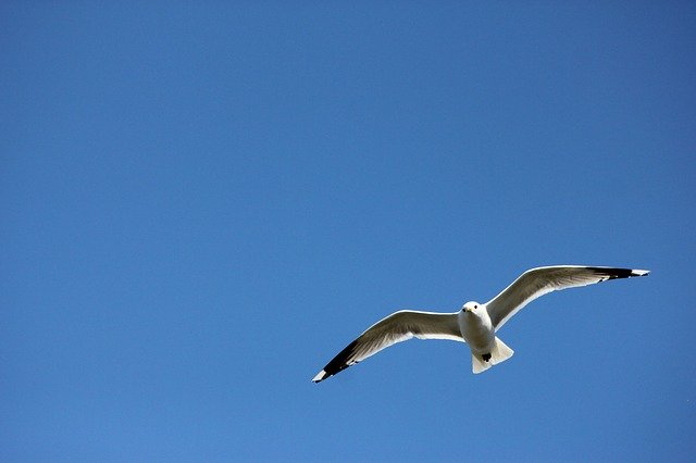 Descărcare gratuită Seagull Himmel Bird - fotografie sau imagini gratuite pentru a fi editate cu editorul de imagini online GIMP