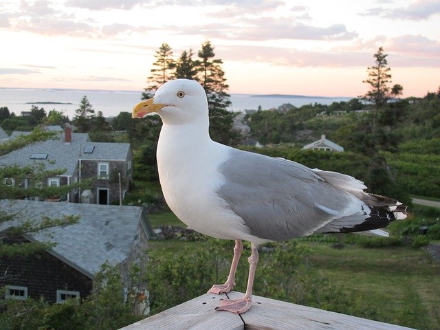 Free download Seagull Island Cottage -  free photo or picture to be edited with GIMP online image editor