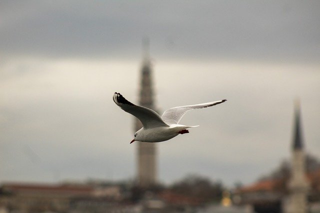 Free download seagull istanbul maiden s tower free picture to be edited with GIMP free online image editor