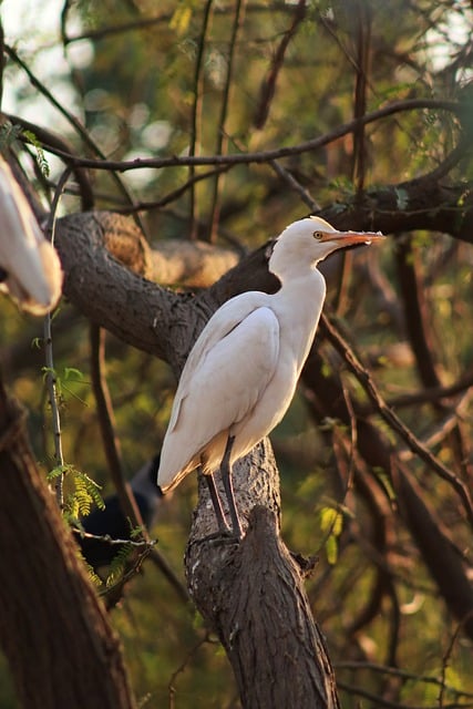 Free download seagull nature bird animal free picture to be edited with GIMP free online image editor