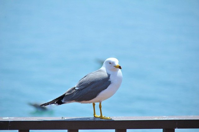 Free download seagull new ocean wing i nature free picture to be edited with GIMP free online image editor