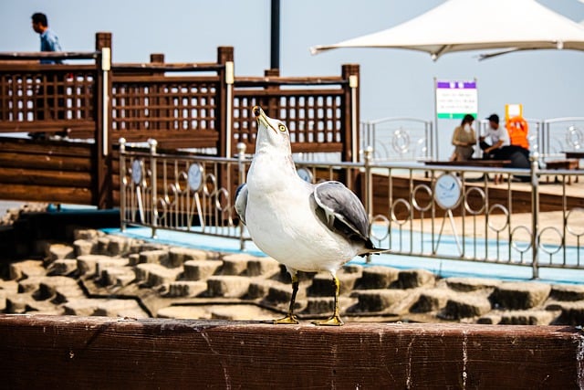 Free download seagull ocean animal nature summer free picture to be edited with GIMP free online image editor