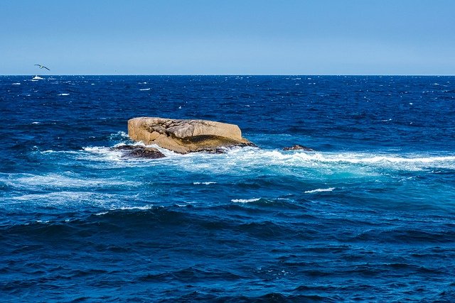 Free download seagull ocean nature rock water free picture to be edited with GIMP free online image editor