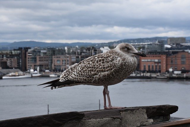 Free download Seagull Oslo City From Above -  free photo or picture to be edited with GIMP online image editor