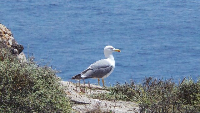 Free download seagull portugal algarve costa sea free picture to be edited with GIMP free online image editor