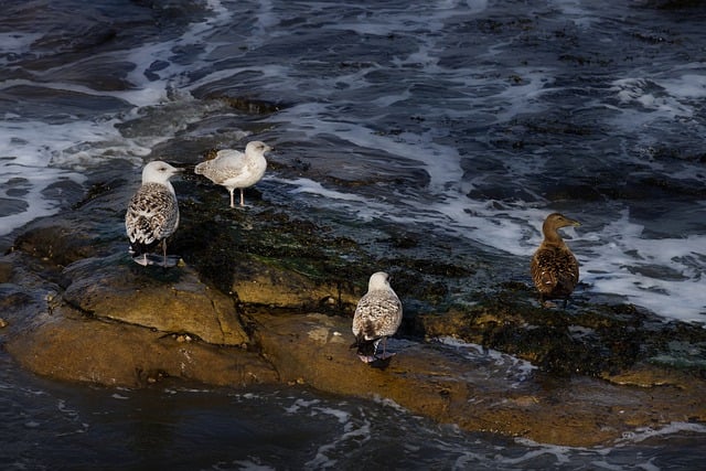 Free download seagulls birds animals gulls free picture to be edited with GIMP free online image editor