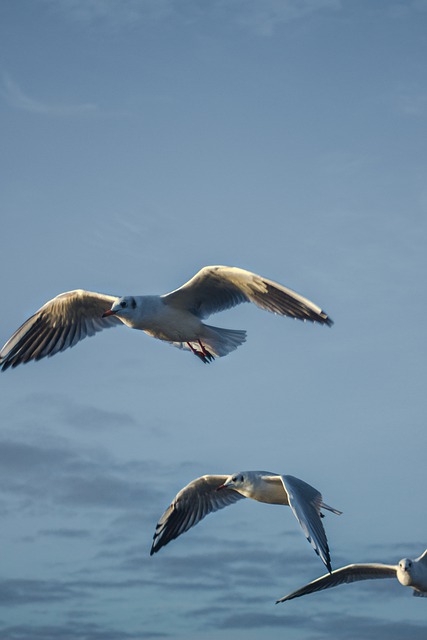 Free download seagulls birds flight flying bids free picture to be edited with GIMP free online image editor