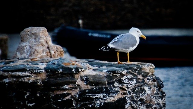 Free download Seagull Sea Bird At The -  free photo or picture to be edited with GIMP online image editor