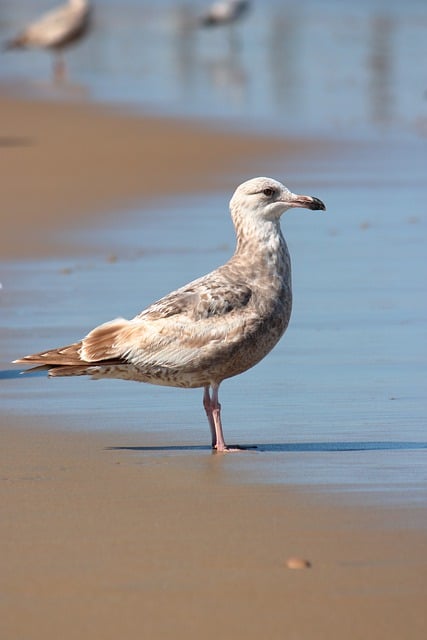 Free download seagull sea bird beach sand tide free picture to be edited with GIMP free online image editor