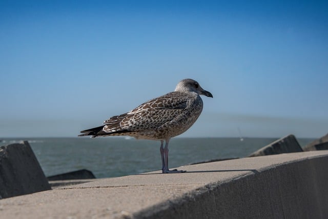 Free download seagull seabird bird young gull free picture to be edited with GIMP free online image editor