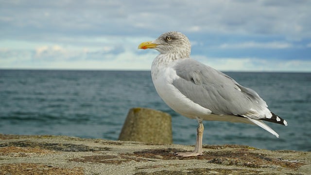 Free download seagull sea bird nature baltic sea free picture to be edited with GIMP free online image editor