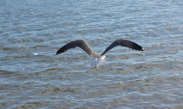 Free download Seagull Sea Birds -  free photo or picture to be edited with GIMP online image editor