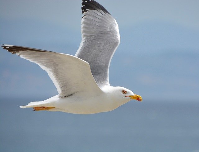 Free download Seagull Sea Sky -  free photo or picture to be edited with GIMP online image editor