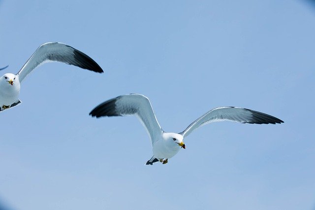 Free download Seagull Sea Wings -  free photo or picture to be edited with GIMP online image editor