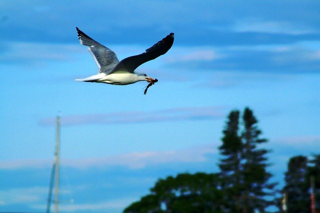 Free download Seagull Shrimp Sea -  free photo or picture to be edited with GIMP online image editor