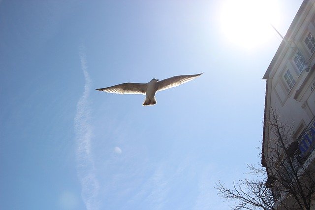 Free download Seagull Sky Bird -  free photo or picture to be edited with GIMP online image editor