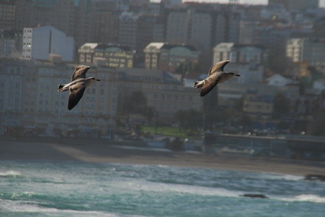 Free download Seagulls Riazor Beach La Coruña -  free photo or picture to be edited with GIMP online image editor