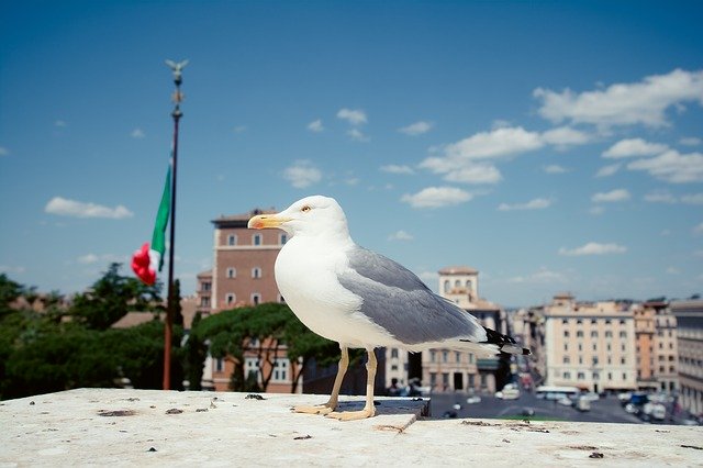 Free download Seagulls Rome Venice Square -  free photo or picture to be edited with GIMP online image editor