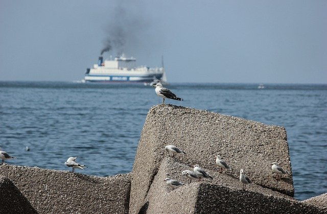 Free download Seagulls Sea Riva -  free photo or picture to be edited with GIMP online image editor