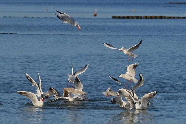 Free download seagulls swarm sea feed baltic sea free picture to be edited with GIMP free online image editor