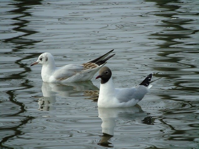 Free download Seagull The Seagulls -  free photo or picture to be edited with GIMP online image editor