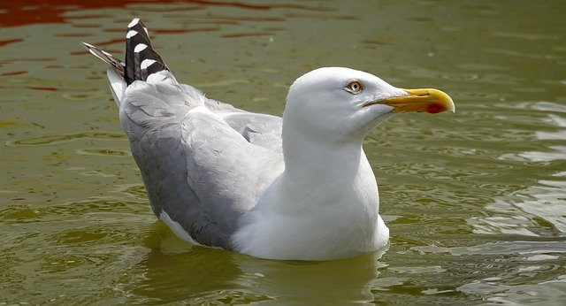 دانلود رایگان Seagull Water Float - عکس یا تصویر رایگان برای ویرایش با ویرایشگر تصویر آنلاین GIMP