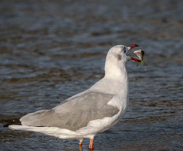 Free download seagull waterfowl wild birds free picture to be edited with GIMP free online image editor