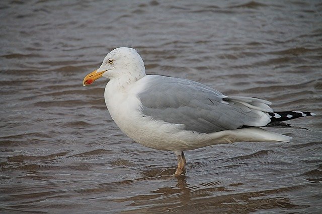 Free download Seagull Water Lake -  free photo or picture to be edited with GIMP online image editor