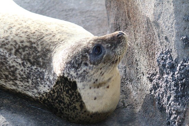 Free download Seal Animal Rocks -  free photo or picture to be edited with GIMP online image editor