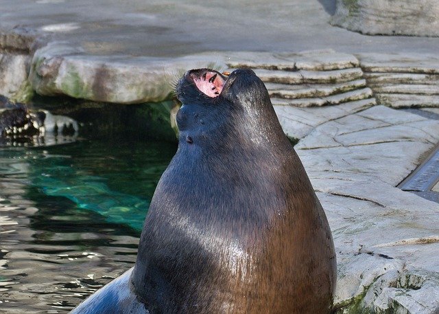 Free download Seal Captivity Zoo -  free photo or picture to be edited with GIMP online image editor