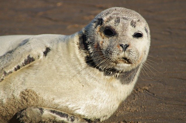 Free download Seal Gray Crawling -  free photo or picture to be edited with GIMP online image editor