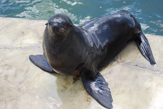 Free download Sea ​​Lion Animal Zoo -  free photo or picture to be edited with GIMP online image editor