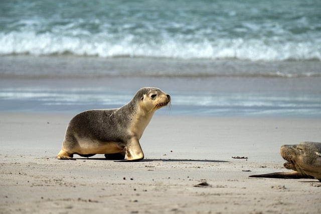 Free download sea lion australian sea lion baby free picture to be edited with GIMP free online image editor