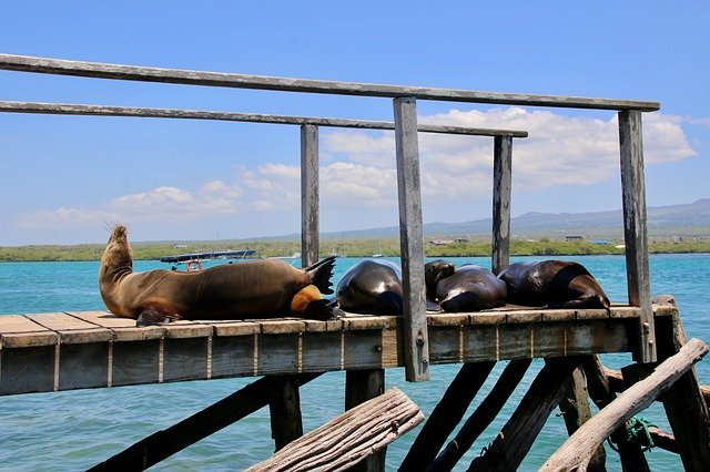 Free download Sea Lion Chilling Day Napping -  free photo or picture to be edited with GIMP online image editor