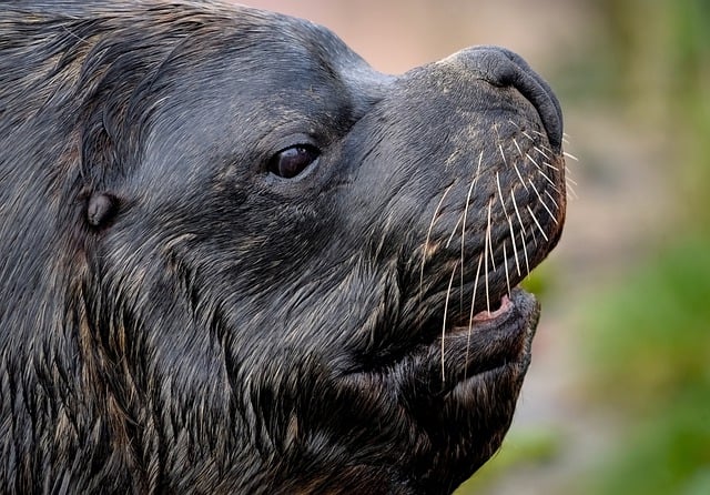 Free download sea lion mammal otaria hunter free picture to be edited with GIMP free online image editor