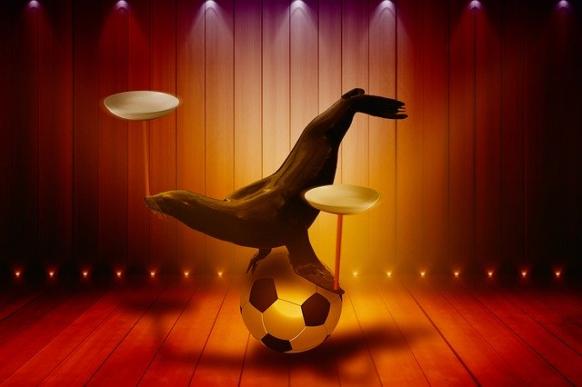 Free download Sea Lion Plate Football -  free photo or picture to be edited with GIMP online image editor