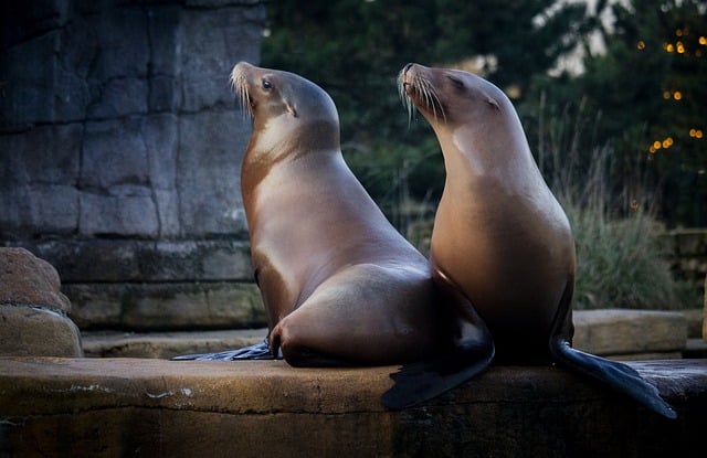 Free download sea lion seals mammal water zoo free picture to be edited with GIMP free online image editor